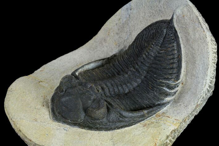 Bargain, Zlichovaspis Trilobite - Atchana, Morocco #119644